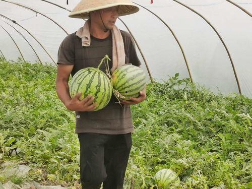 信阳吃瓜群众集合,街头巷尾热议风云录
