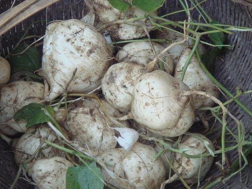 吃瓜达人的瓜保真吗,揭秘网络传闻背后的真相