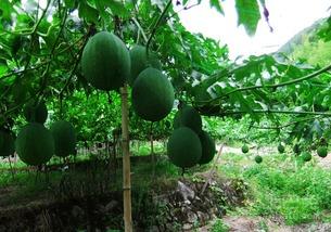 吊瓜吃籽籽,一颗籽的奇妙旅程