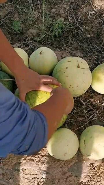 吃瓜不是雌花,从“吃瓜不是雌花”看网络流行语的演变与趣味