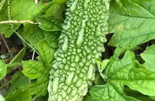 孕妇吃瓜花,营养与安全并重的健康选择