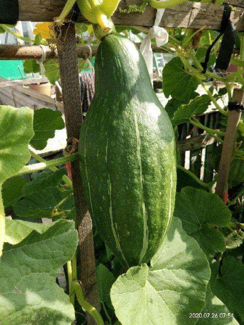 六花花吃瓜,揭秘娱乐圈背后的那些事儿