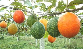 吊瓜如何炒着吃,家常美味新尝试