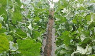 农民路边吃瓜,农民悠闲路边吃瓜，共享丰收喜悦