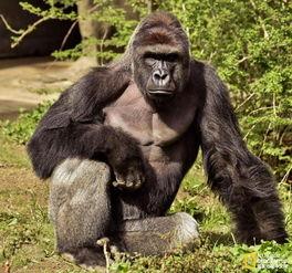 大猩猩吃瓜照片高清,高清镜头捕捉自然瞬间