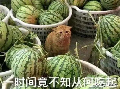 我在手机当吃瓜,揭秘娱乐圈幕后故事