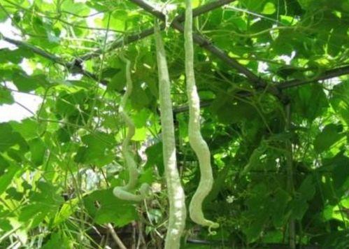 苏州吃蛇瓜,探寻蛇瓜的独特风味之旅