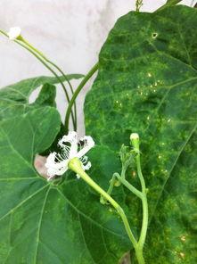 瓜尖和瓜花怎样吃,瓜尖瓜花美味食法大揭秘