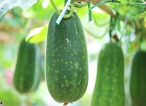 吃瓜不能掉,轻松掌握不掉瓜的观战技巧