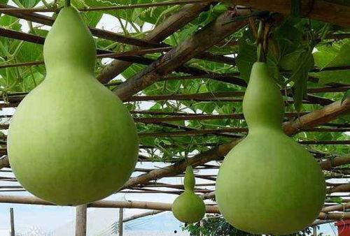 减肥吃瓠瓜,轻松享瘦的健康选择