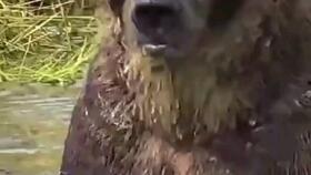 吃瓜逗狗怎么玩,吃瓜逗狗，解锁欢乐时光