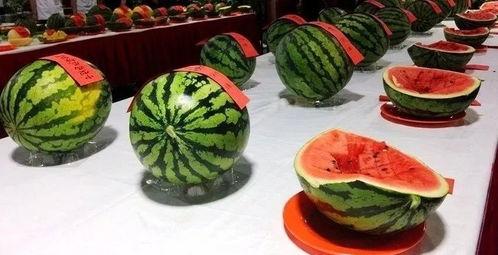 吃瓜请吃完,一瓜不剩，尽享美味