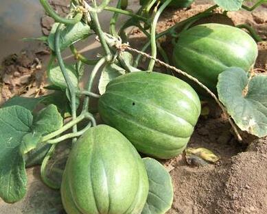 香瓜酒店事件吃瓜