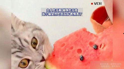 猫猫吃蜜瓜