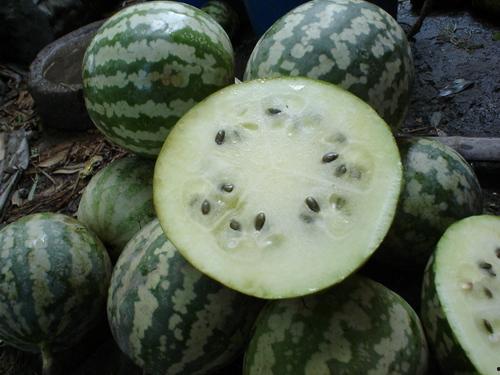 东北绿宝瓜怎么吃,东北绿宝瓜的多样食法探索