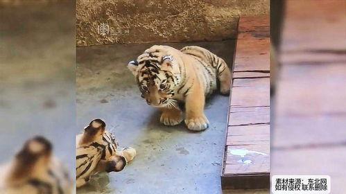 瓜地吃瓜小老虎,瓜地小老虎的欢乐吃瓜时光