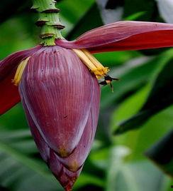吃瓜暴龙花,揭秘神秘植物背后的故事