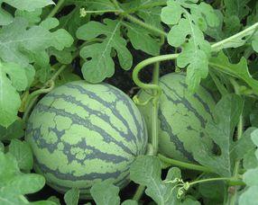 怀孕可以吃棚瓜,棚瓜助力母婴健康