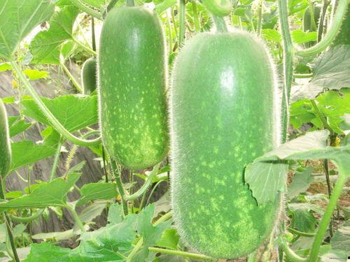 吃瓜002,一场网络热议背后的真相