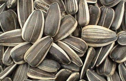 葵瓜孕妇可以吃吗,孕妇饮食中的营养佳品