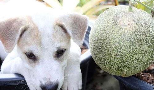 狗狗吃哈密瓜可以吃吗,哈密瓜——狗狗可以吃的夏日美味