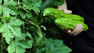 与众不同的吃瓜,揭秘与众不同的瓜界传奇