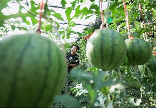 吃无籽瓜好吗,无籽瓜食用益处与注意事项揭秘