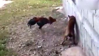 福鼎吃瓜侠,揭秘当地特色美食背后的故事