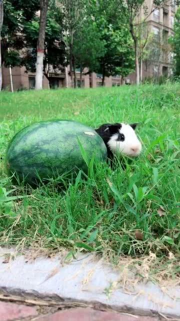 梦到偷了瓜吃,瓜田偷瓜的奇幻之旅