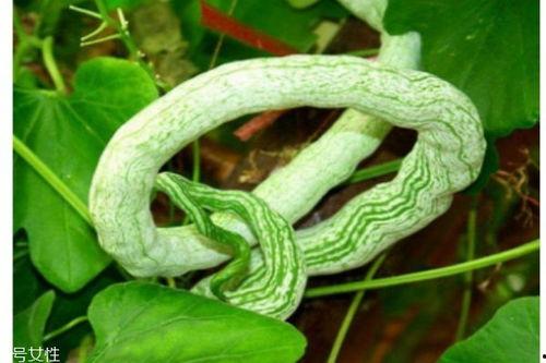 吃蛇瓜去皮么,去皮还是不去皮，营养与安全的抉择