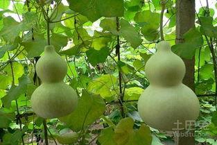 梦见葫芦瓜孕妇吃