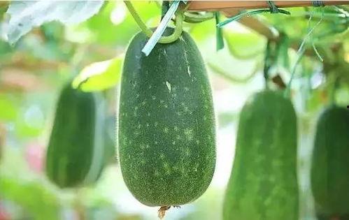 尔无吾耐尔何 吃瓜吃瓜,吃瓜群众笑谈风云变幻