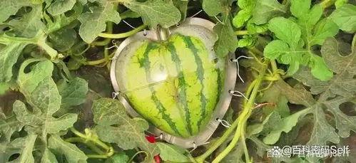 吃瓜尝试,吃瓜群众眼中的明星生活