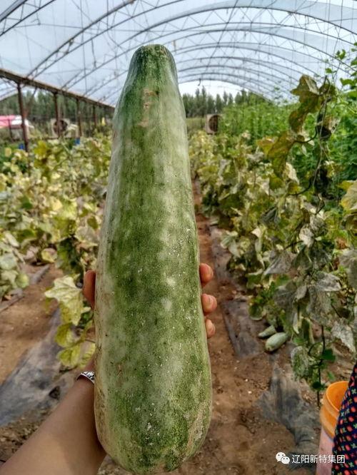 带你吃瓜意大利,带你吃遍意式瓜果佳肴