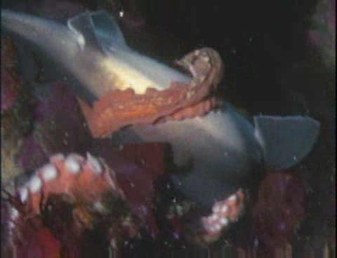 章鱼视频吃瓜,揭秘娱乐圈吃瓜背后的真相