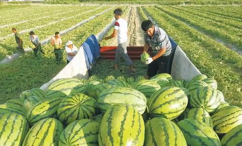 兜儿吃瓜图,揭秘娱乐圈幕后故事