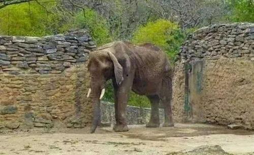 大象吃瓜摊,趣味横生的市井奇遇记