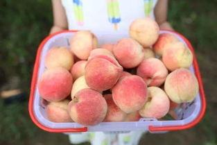 泡泡吃瓜色,揭秘网络流行语的魅力与影响