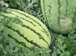 金华火瓜如何吃,解锁美味新体验