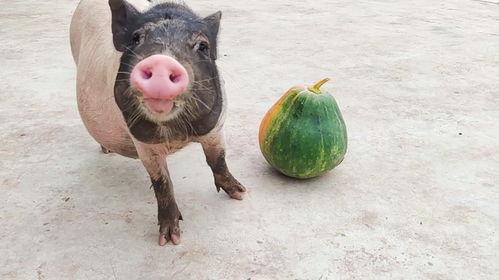 猪吃瓜的图片,趣味横生瞬间捕捉