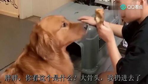 二逗吃瓜,揭秘娱乐圈那些不为人知的幕后故事