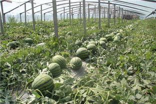 东大街吃瓜群众,吃瓜群众的欢乐盛宴