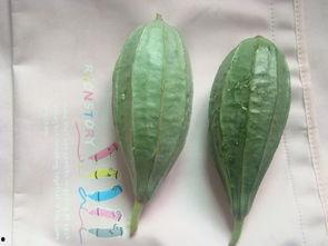 苦力瓜叶怎么吃,苦力瓜叶的多样食用方法探索