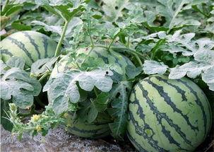 泗水吃瓜合集,揭秘网络热点的背后故事