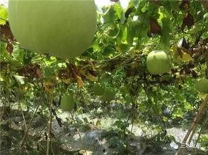 吃瓜群众香芋,吃瓜群众的美食新宠