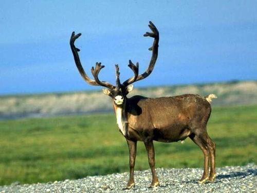 麝鹿吃瓜日记,一场与自然的甜蜜邂逅