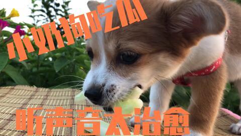 小狗主人吃瓜,揭秘宠物界的趣味生活